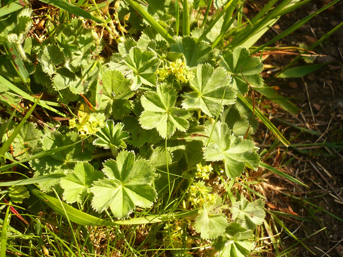 Alchemilla flabellata (Rosaceae)